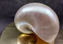 Pearlized Nautilus Seashell Polished Nautilus Pompilius (1 shell approx. 6+ inches) Superb shells for coastal crafting decor & collections!