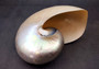 Pearlized Nautilus Seashell Polished Nautilus Pompilius (1 shell approx. 6+ inches) Superb shells for coastal crafting decor & collections!