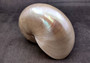 Pearlized Nautilus Seashell Polished Nautilus Pompilius (1 shell approx. 6+ inches) Superb shells for coastal crafting decor & collections!