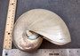 Pearlized Nautilus Seashell Polished Nautilus Pompilius (1 shell approx. 6+ inches) Superb shells for coastal crafting decor & collections!