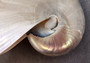 Pearlized Nautilus Seashell Polished Nautilus Pompilius (1 shell approx. 6+ inches) Superb shells for coastal crafting decor & collections!