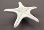 White Knobby Starfish - Protoreaster Nodosus - (1 starfish 5-6 inches). One white and tan Starfish with thinner branches. Copyright 2024 SeaShellSupply.com.