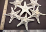 White Knobby Starfish - Protoreaster Nodosus - (1 starfish 5-6 inches). One white and tan Starfish with thinner branches. Copyright 2024 SeaShellSupply.com.