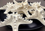 White Knobby Starfish - Protoreaster Nodosus - (1 starfish 5-6 inches). One white and tan Starfish with thinner branches. Copyright 2024 SeaShellSupply.com.