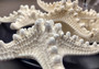 White Knobby Starfish - Protoreaster Nodosus - (1 starfish 5-6 inches). One white and tan Starfish with thinner branches. Copyright 2024 SeaShellSupply.com.
