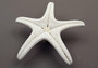 White Knobby Starfish - Protoreaster Nodosus - (1 starfish 5-6 inches). One white and tan Starfish with thinner branches. Copyright 2024 SeaShellSupply.com.