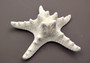 White Knobby Starfish - Protoreaster Nodosus - (1 starfish 5-6 inches). One white and tan Starfish with thinner branches. Copyright 2024 SeaShellSupply.com.