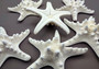 White Knobby Starfish - Protoreaster Nodosus - (1 starfish 5-6 inches). One white and tan Starfish with thinner branches. Copyright 2024 SeaShellSupply.com.