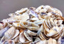 Blue/White Coquina Shells - Donax Variabilis - (approx. 200-250 shells .5 inches). Multiple tan colored flat shells in a pile. Copyright 2025 SeaShellSupply.com.