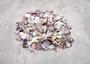Blue/White Coquina Shells - Donax Variabilis - (approx. 200-250 shells .5 inches). Multiple tan colored flat shells in a pile. Copyright 2025 SeaShellSupply.com.