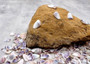 Blue/White Coquina Shells - Donax Variabilis - (approx. 200-250 shells .5 inches). Multiple tan colored flat shells in a pile. Copyright 2025 SeaShellSupply.com.