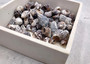 Littorina Black Seashells Littorina Saxatilis (Approx. half cup 100+ shells 0.5+ inches) Mixed Black Littorina Shells for crafts or display!