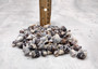 Littorina Black Seashells Littorina Saxatilis (Approx. half cup 100+ shells 0.5+ inches) Mixed Black Littorina Shells for crafts or display!