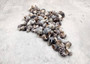 Littorina Black Seashells Littorina Saxatilis (Approx. half cup 100+ shells 0.5+ inches) Copyright 2025 SeaShellSupply.com.