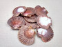 Mexican Flat Scallops - Pecten Vogdesi (10 shells approx. 2-3 inches). Multiple ombre brown ribbed shells in a fanned out system. Copyright 2022 SeaShellSupply.com.