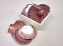 Mexican Flat Scallops - Pecten Vogdesi (10 shells approx. 2-3 inches). Multiple ombre brown ribbed shells in a fanned out system. Copyright 2022 SeaShellSupply.com.