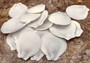 White Moon Shells (5 pcs.) - Amusium Pleuronectes. Multiple white fairly smooth shells in a flower petal arrangement. Copyright 2024 SeaShellSupply.com.