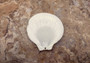 White Moon Shells (5 pcs.) - Amusium Pleuronectes. Multiple white fairly smooth shells in a flower petal arrangement. Copyright 2024 SeaShellSupply.com.