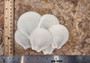 White Moon Shells (5 pcs.) - Amusium Pleuronectes. Multiple white fairly smooth shells in a flower petal arrangement. Copyright 2024 SeaShellSupply.com.