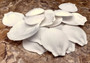 White Moon Shells (5 pcs.) - Amusium Pleuronectes. Multiple white fairly smooth shells in a flower petal arrangement. Copyright 2024 SeaShellSupply.com.
