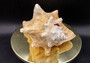 Queen/Pink Conch - Slit Back - Strobus Gigas - (1 shell approx. 8 inches). One pink and white shell. Copyright 2024 SeaShellSupply.com.