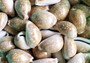 Calf Cowrie Shells - Cypraea Vitellus - (4 shells approx. 2 inches). multiple tan and white spotted shells with teal stripe in pile. Copyright 2022 SeaShellSupply.com.