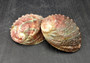 Chino Abalone Shell (2 inches) - Haliotis Assimilis. Two shells, one showing the red and green ribbed outside, and the other showing the smoother shiny wide opening. Copyright 2024 SeaShellSupply.com.