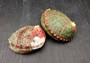 Chino Abalone Shell (2 inches) - Haliotis Assimilis. Two shells, one showing the red and green ribbed outside, and the other showing the smoother shiny wide opening. Copyright 2024 SeaShellSupply.com.