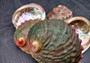 Chino Abalone Shell (2 inches) - Haliotis Assimilis. Two shells, one showing the red and green ribbed outside, and the other showing the smoother shiny wide opening. Copyright 2024 SeaShellSupply.com.