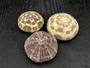 Alfonso (Gator) Sea Urchin (3 pcs.) - (2+ Inch) - Toxopneustes Pileolus. White and purple Sea Urchin. Copyright 2022 SeaShellSupply.com.
