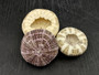 Alfonso (Gator) Sea Urchin (3 pcs.) - (2+ Inch) - Toxopneustes Pileolus. White and purple Sea Urchin. Copyright 2022 SeaShellSupply.com.