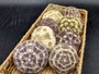 Alfonso (Gator) Sea Urchin (3 pcs.) - (2+ Inch) - Toxopneustes Pileolus. White and purple Sea Urchin. Copyright 2022 SeaShellSupply.com.