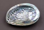 Polished Green Midas Abalone - Haliotis Midae - (1 shell approx. 5-6 inches). One pretty flat multi shaded green wide shell. Copyright 2022 SeaShellSupply.com.