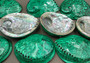 Polished Green Midas Abalone - Haliotis Midae - (1 shell approx. 5-6 inches). One pretty flat multi shaded green wide shell. Copyright 2022 SeaShellSupply.com.