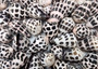 Large Hebrew Cone Seashells Conus Ebraeus White Black Spots (5 shells approx. 1.25+ inches) Great in jewelry clothing arts & crafting!