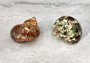 Tapestry Green Speckled Turbo Seashell - Turbo Petholatus (2 shells approx. 2+ inches) Great for Hermit Crabs, art, crafts & collecting! Multi colored tan and brown shells in pairs or in piles. Copyright 2022 SeaShellSupply.com