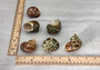 Tapestry Green Speckled Turbo Seashell - Turbo Petholatus (2 shells approx. 2+ inches) Great for Hermit Crabs, art, crafts & collecting! Multi colored tan and brown shells in pairs or in piles. Copyright 2022 SeaShellSupply.com