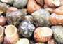 Tapestry Green Speckled Turbo Seashell - Turbo Petholatus (2 shells approx. 2+ inches) Great for Hermit Crabs, art, crafts & collecting! Multi colored tan and brown shells in pairs or in piles. Copyright 2022 SeaShellSupply.com
