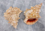 Red Mouth Frog Shell - Bursa Lissostoma (1 shell approx. 4.5-6 inches) B GRADE. Multiple different angles of the white ribbed shell. Copyright 2022 SeaShellSupply.com.