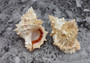 Red Mouth Frog Shell - Bursa Lissostoma (1 shell approx. 4.5-6 inches) B GRADE. Multiple different angles of the white ribbed shell. Copyright 2022 SeaShellSupply.com.