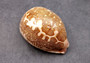 Ancient Map Cowrie Seashell - Cypraea Mappa - (1 shell approx. 2.5-3.5 Inches). One brown and tan shaped shell. Copyright 2024 SeaShellSupply.com.