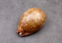 Ancient Map Cowrie Seashell - Cypraea Mappa - (1 shell approx. 2.5-3.5 Inches). One brown and tan shaped shell. Copyright 2024 SeaShellSupply.com.