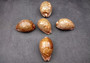 Ancient Map Cowrie Seashell - Cypraea Mappa - (1 shell approx. 2.5-3.5 Inches). One brown and tan shaped shell. Copyright 2024 SeaShellSupply.com.