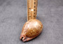 Ancient Map Cowrie Seashell - Cypraea Mappa - (1 shell approx. 2.5-3.5 Inches). One brown and tan shaped shell. Copyright 2024 SeaShellSupply.com.
