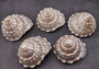 Pearlized Wavy Turban Shell - Astraea Turbanicum - (1 shell approx. 3.5-4 inches). Silver ribbed and spiral shell. Copyright 2024 SeaShellSupply.com.