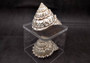 Pearlized Wavy Turban Shell - Astraea Turbanicum - (1 shell approx. 3.5-4 inches). Silver ribbed and spiral shell. Copyright 2024 SeaShellSupply.com.