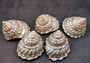 Pearlized Wavy Turban Seashell Astraea Turbanicum (1 shell approx. 3.75+ inches) Pearl Wavy Turban shells for crafting decor & display!