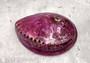 Polished Violet Midas Abalone (5-6 inches) - Haliotis Midae. Big round purple and black mixture. Copyright 2022 SeaShellSupply.com.