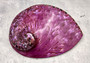 Polished Violet Midas Abalone (5-6 inches) - Haliotis Midae. Big round purple and black mixture. Copyright 2022 SeaShellSupply.com.