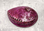 Polished Violet Midas Abalone (5-6 inches) - Haliotis Midae. Big round purple and black mixture. Copyright 2022 SeaShellSupply.com.